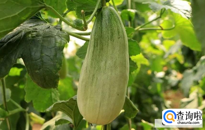 羊角蜜白色和绿色哪个好吃