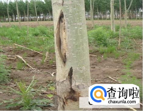怎么防治杨树干枯病