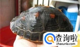 水龟半水龟陆龟 的区分方式