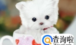 茶杯狗好养吗，饲养茶杯犬的经验