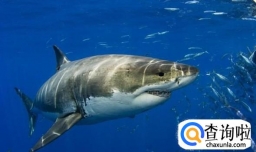 名侦探柯南里都有哪些冷知识？