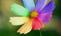 槿字取名的寓意是什么？