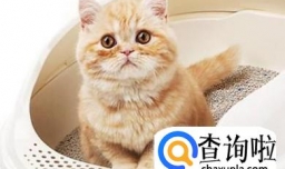 你家猫咪便秘怎么办，应该怎么治疗