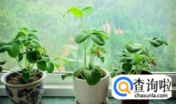 怎么种植盆摘草莓？