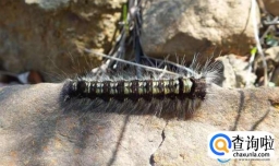 土耳其地震后松毛虫大规模入侵