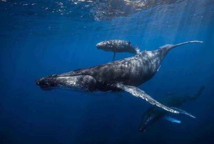 四大洲七大洋是哪些