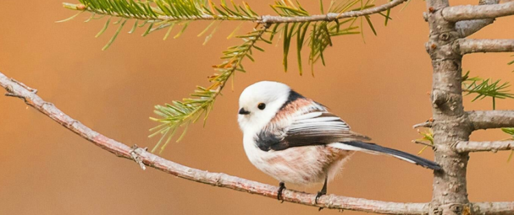 银喉长尾山雀怎么养