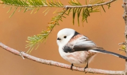 银喉长尾山雀怎么养