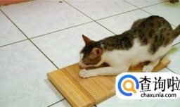 如何用废纸箱做猫抓板