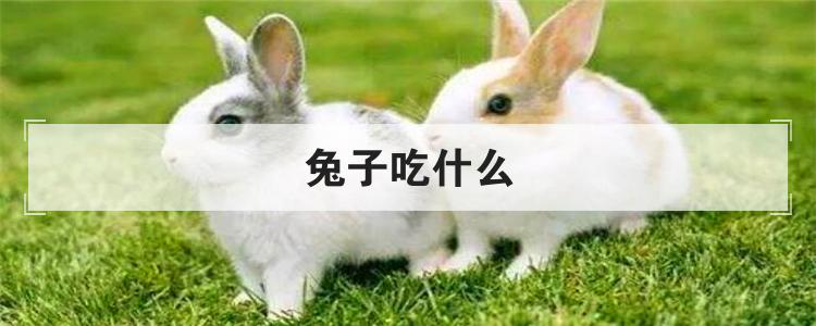 兔子吃什么