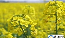 油菜花有哪些功效