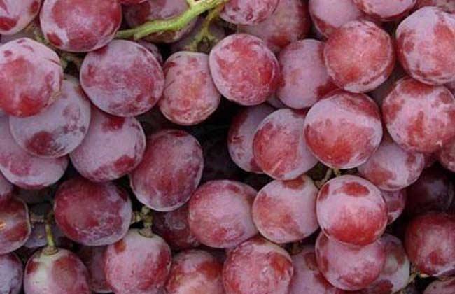 提子是不是葡萄