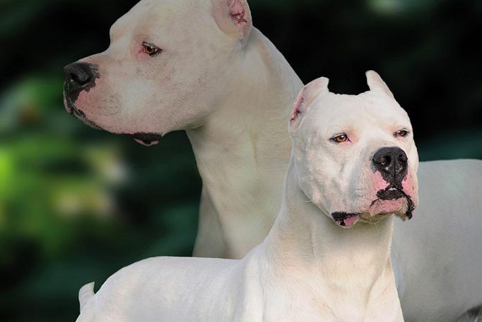 世界十大名犬排行榜