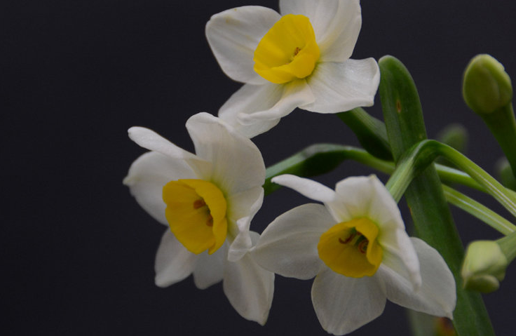 春天开的花有哪些