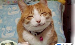 猫咪做绝育手术需要多少钱