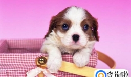 平日里活泼的小狗突然不吃饭了是怎么回事？