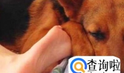 狗狗睡觉姿势大家知道多少