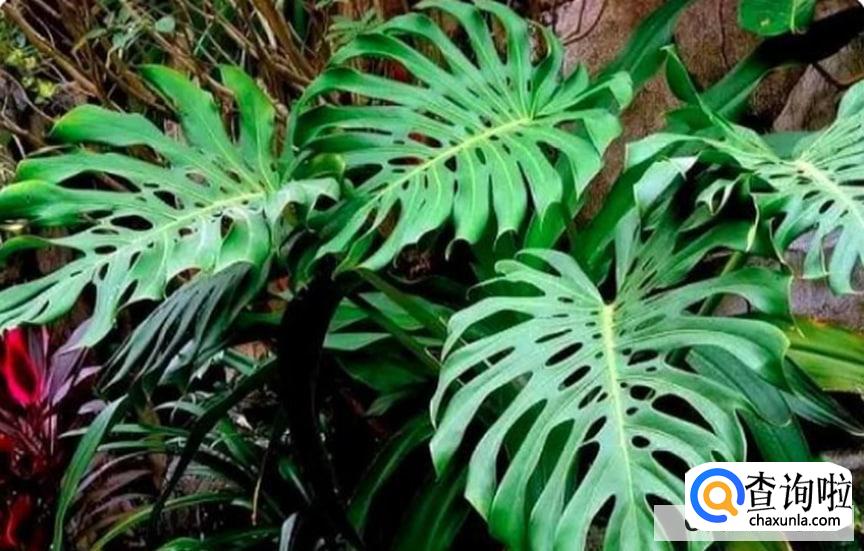 黄金春羽要怎么养活