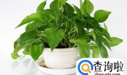 绿萝从土培到水培