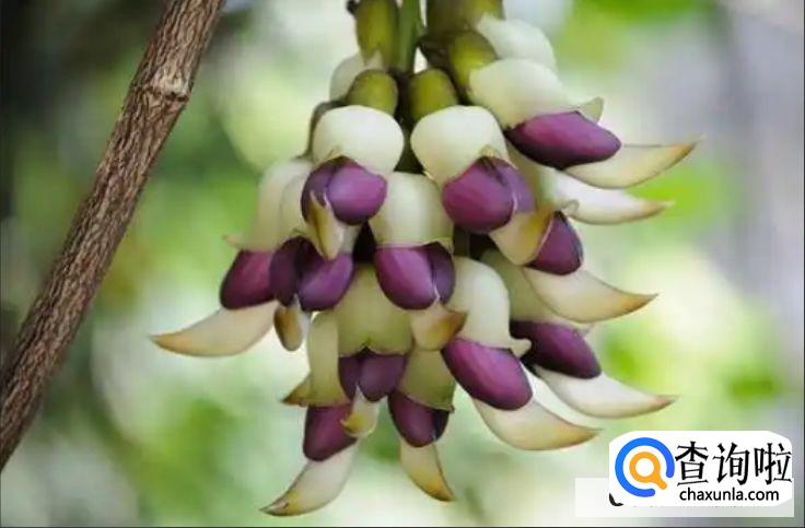 禾雀花种子种植方法