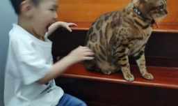 和小猫玩什么最好