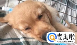 狗狗细小怎么办，应该怎么治疗？