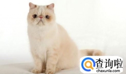 怎样跟小猫相处