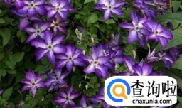 铁线莲的养殖方法和注意事项