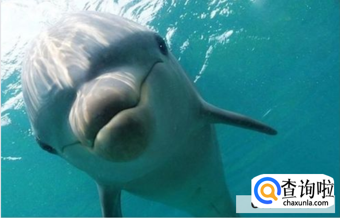 海豚会主动攻击人类吗