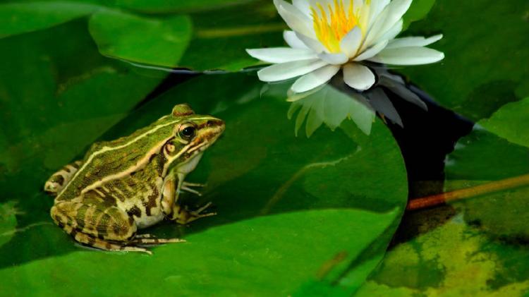 四条腿的动物有哪些