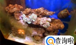 鱼缸突然爆褐藻怎么处理