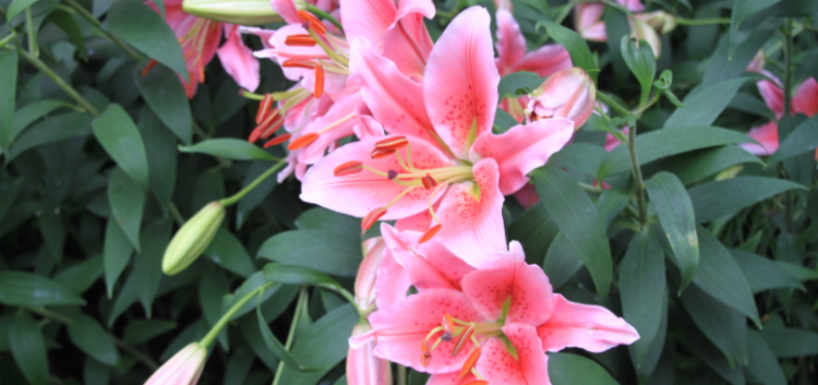 百合花花语是什么？