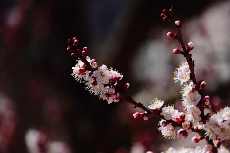 红杏尚书是指谁