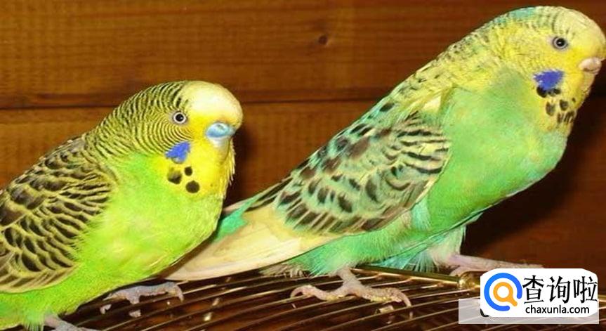 新手养殖虎皮鹦鹉的诀窍