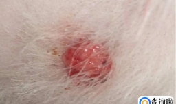 狗脖子上有个肉疙瘩硬的是什么越长越大