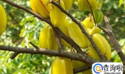 怎么挑新鲜水果——怎么挑杨桃