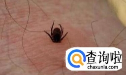 狗狗寄生虫（体外体内详解）