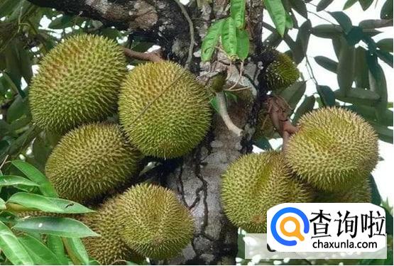 榴莲是怎么生长的