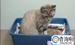 猫拉不出来屎尿怎么办