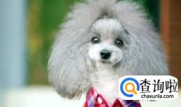 宾犬毛发稀疏怎么办？