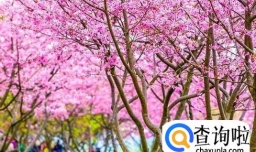 日本樱花在哪个地方最多