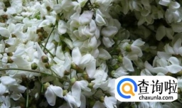 槐花饼的简易做法