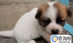 小奶狗如何喂养