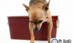 吉娃娃怎么养,为什么养吉娃娃的少