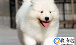 萨摩耶吃苹果有什么好处，怎么喂萨摩耶吃苹果合适