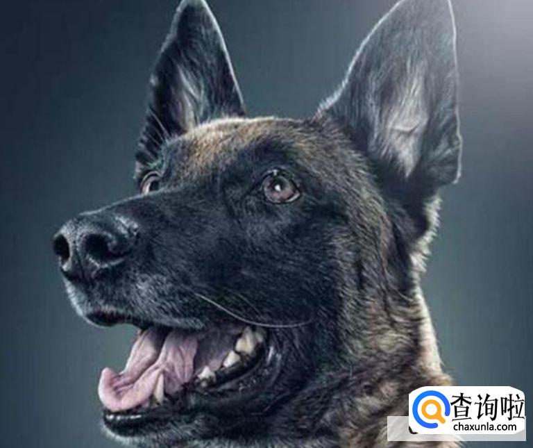 为什么马犬不合适家养