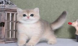 英国短毛猫一个月花费多少英国短毛猫饲养