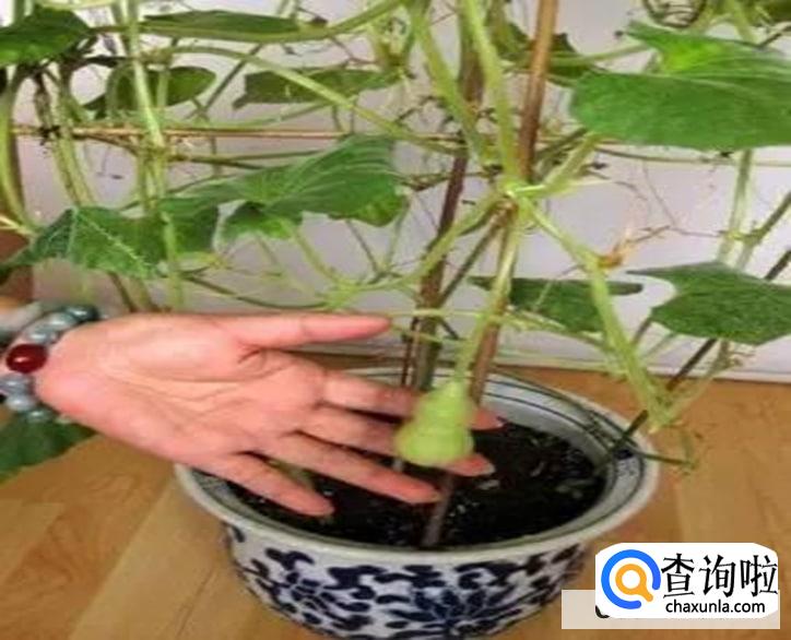 盆栽手捻葫芦种植时间和方法是怎么样的