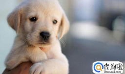 狗狗便血，大便带血是怎么了？