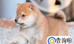 柴犬幼犬怎么看品相